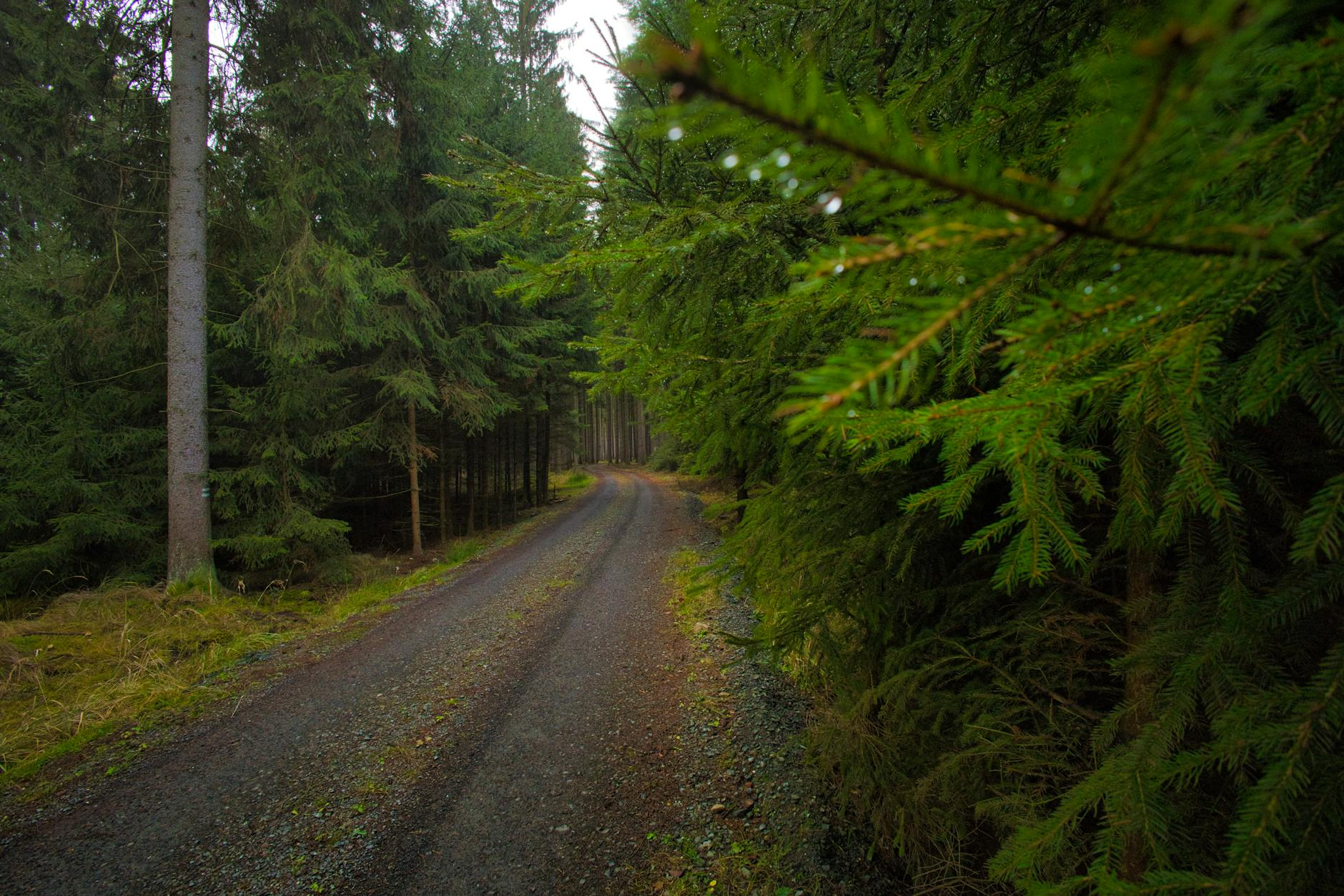 Swiss forest gravel road