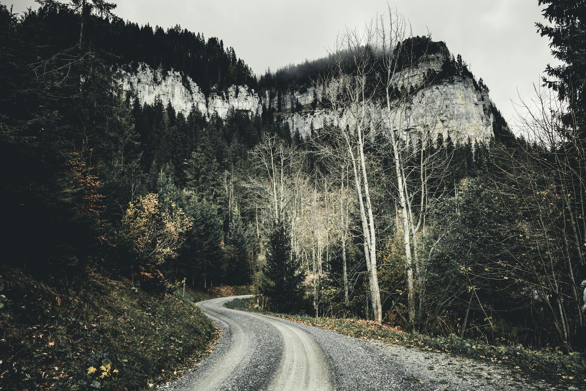 Swiss forest gravel road