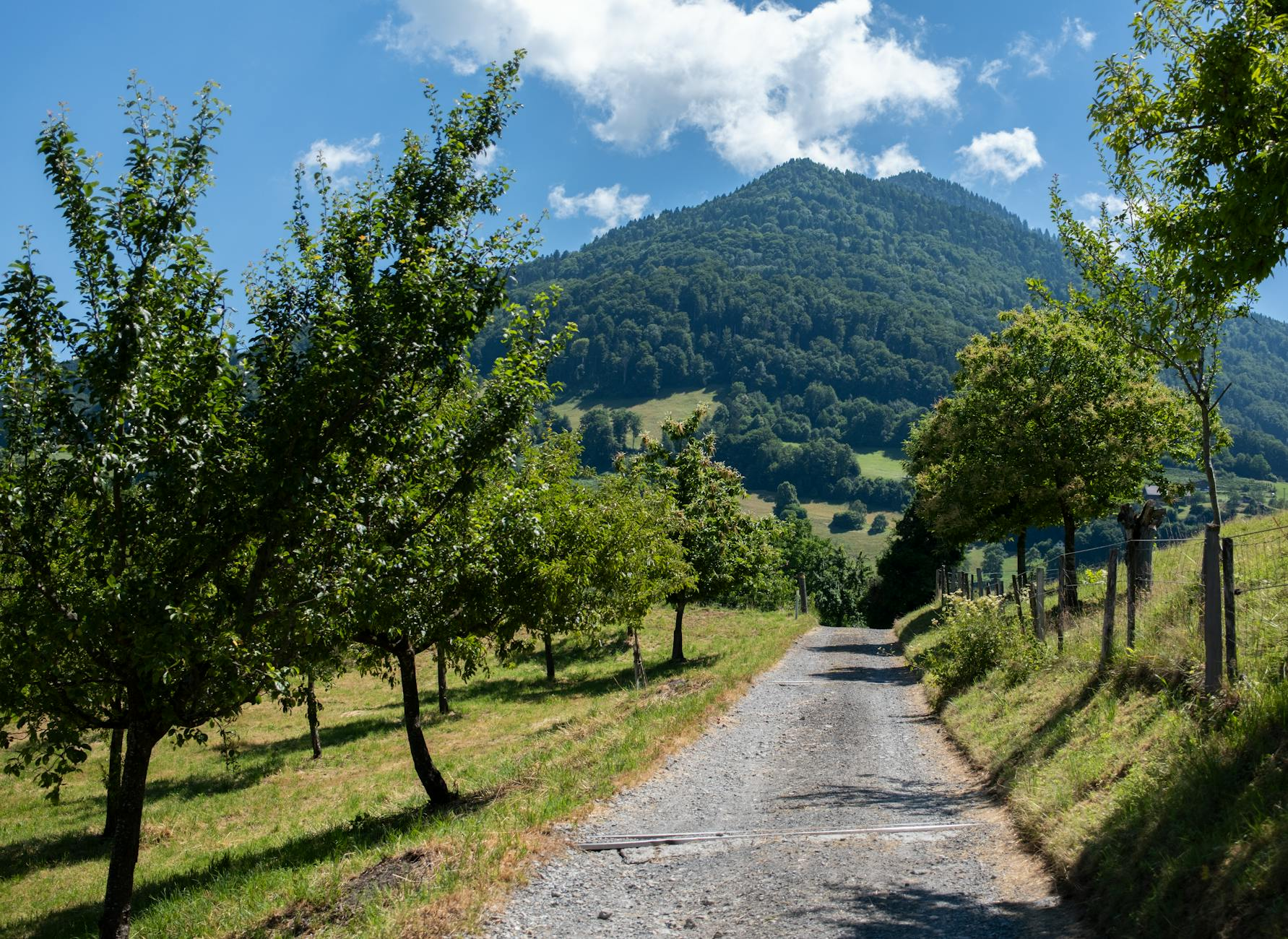 Swiss forest gravel road
